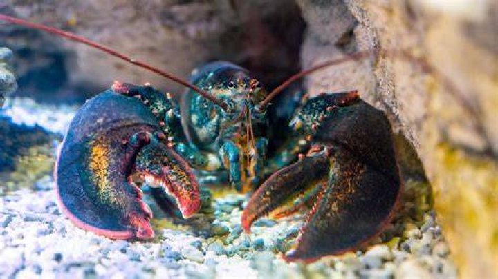 Do lobsters have green blood?