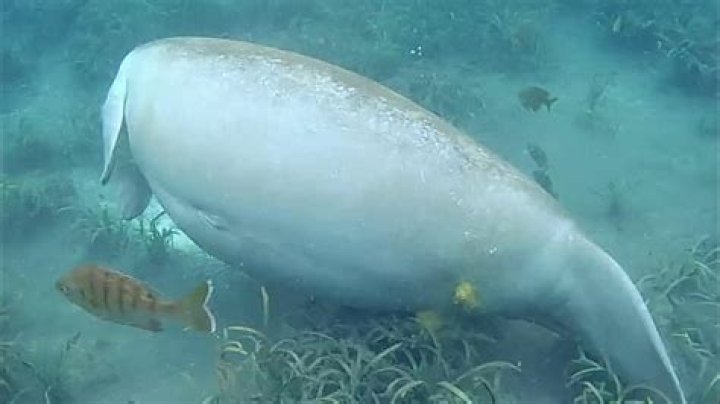 Do manatees poop?