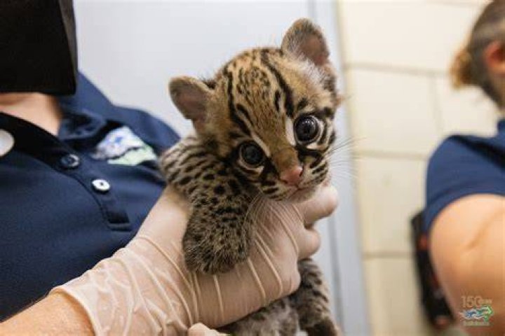 Do ocelots make good pets?