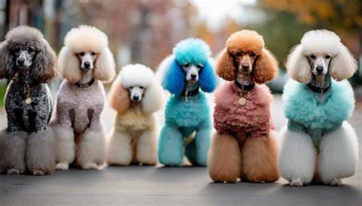 Do poodles have double coats?