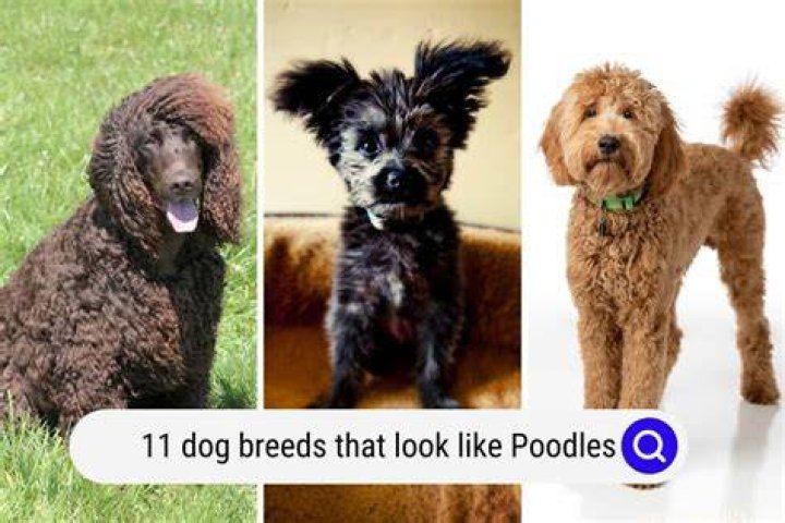 Do Poodles like long walks?