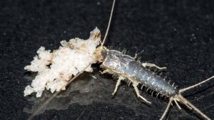 Do silverfish eat eyelashes?