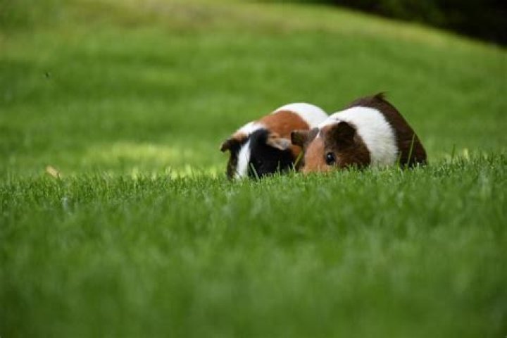 Do smells affect guinea pigs?