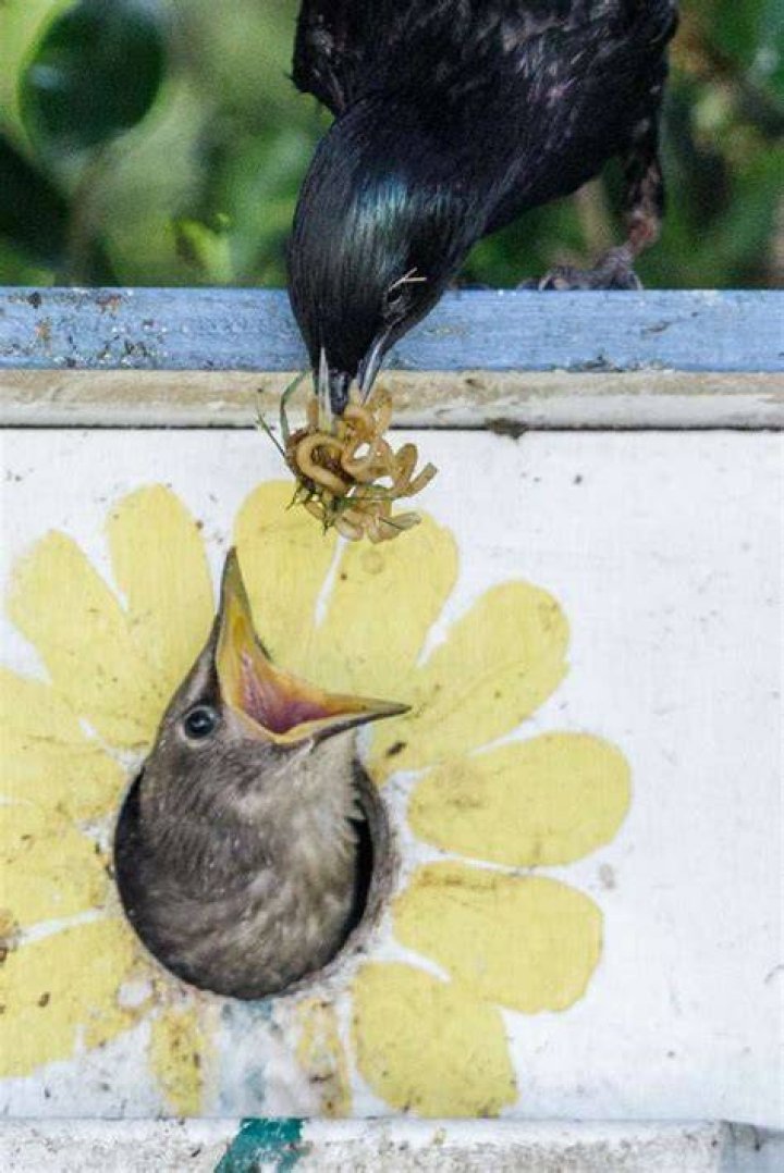 Do starlings eat black oil sunflower seeds?