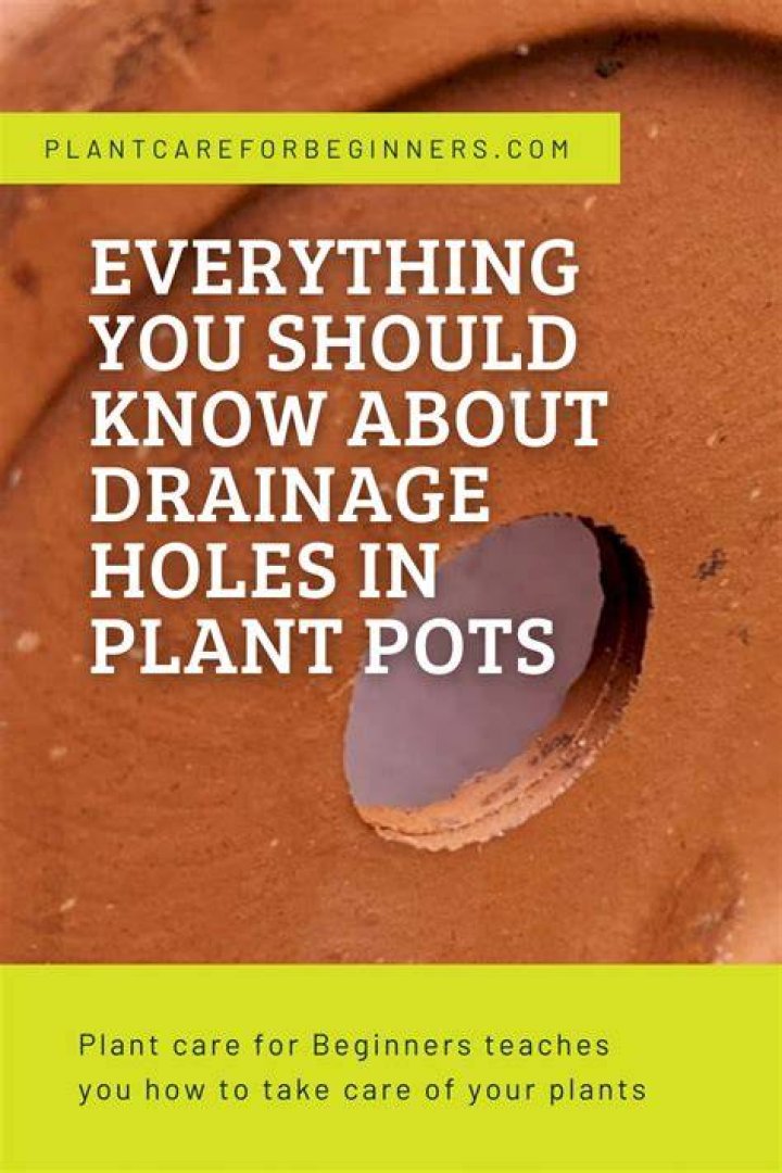 Do terracotta pots need drainage holes?