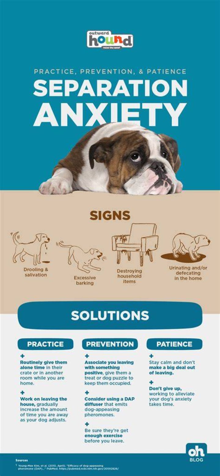 Does getting another dog help a dog with separation anxiety?