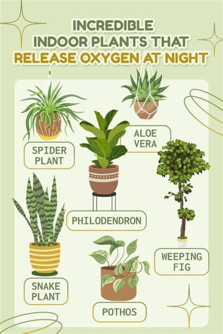 Does indoor plant release CO2 at night?