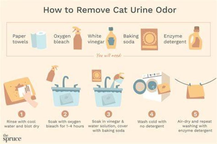 Does laundry detergent get rid of cat pee?