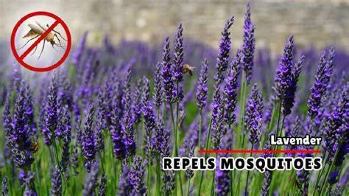 Does lavender keep bugs away?