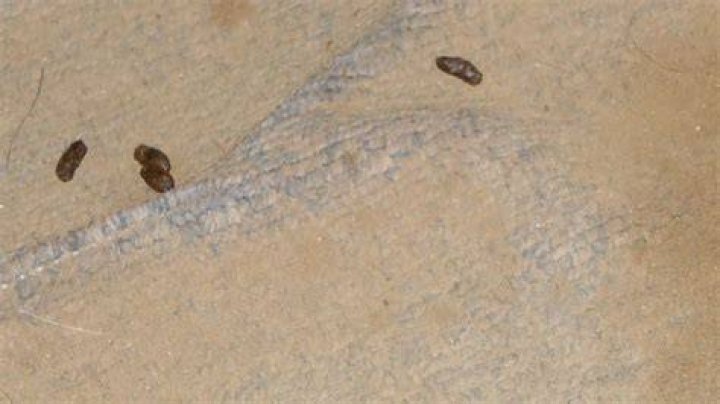 Does Lysol work on mouse droppings?
