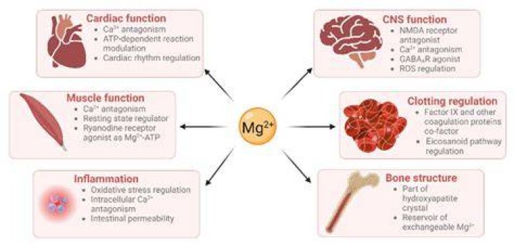 Does magnesium heal the brain?