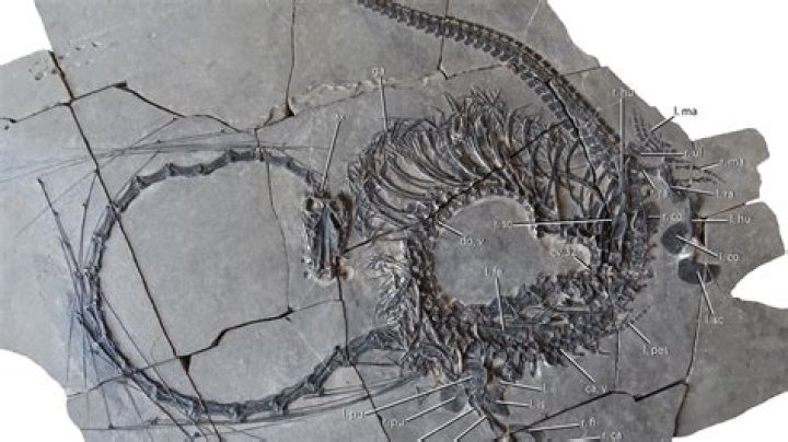 Has a dragon skeleton ever been found?