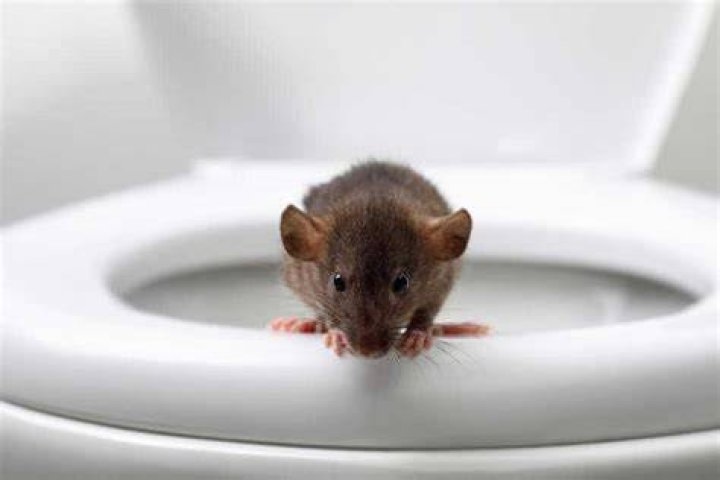 How common is it to find a rat in your toilet?