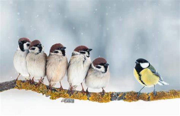 How do birds keep warm in the winter?
