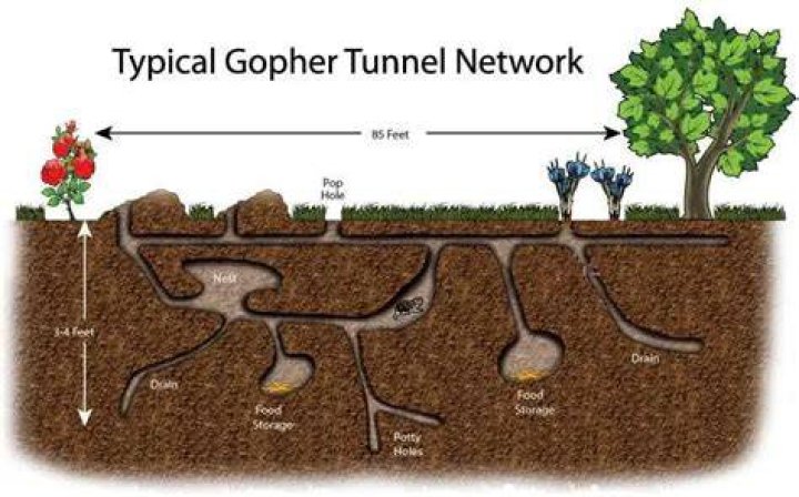 How do I find a gopher nest?