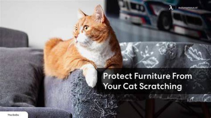 How do I get my cat to like water?