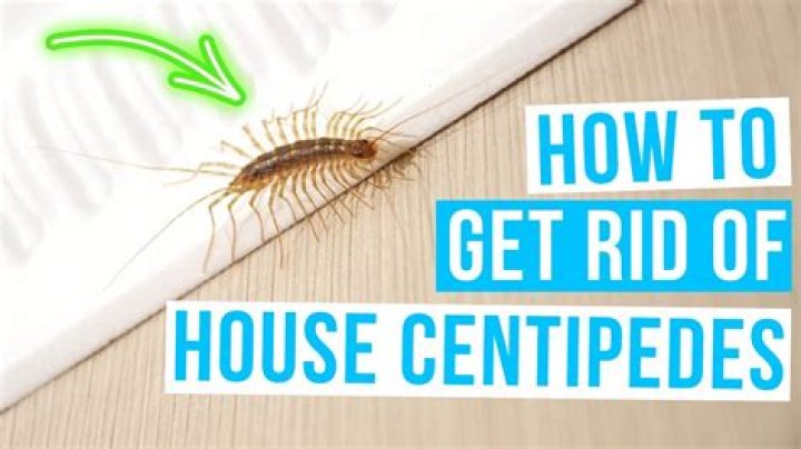 How do I get rid of house centipedes forever?