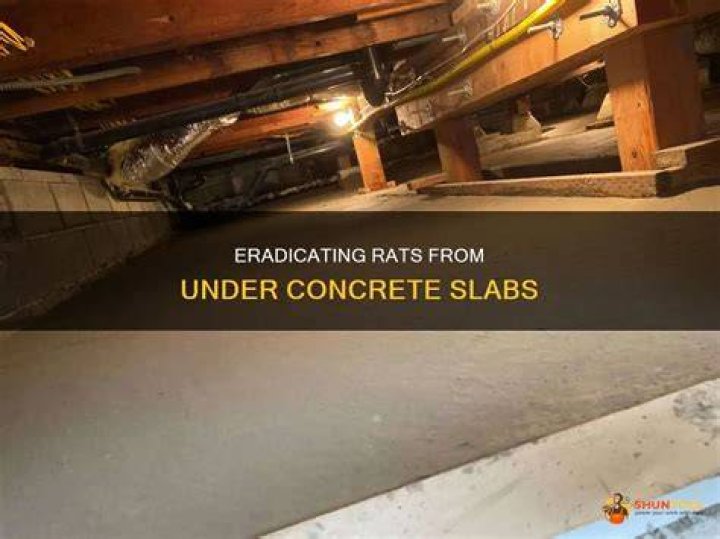 How do I get rid of rats under concrete?