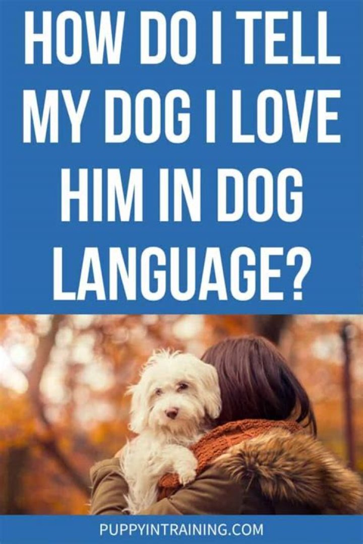 How do I tell my dog I love him in his dog language?
