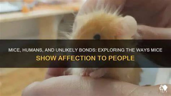 How do mice show affection to humans?