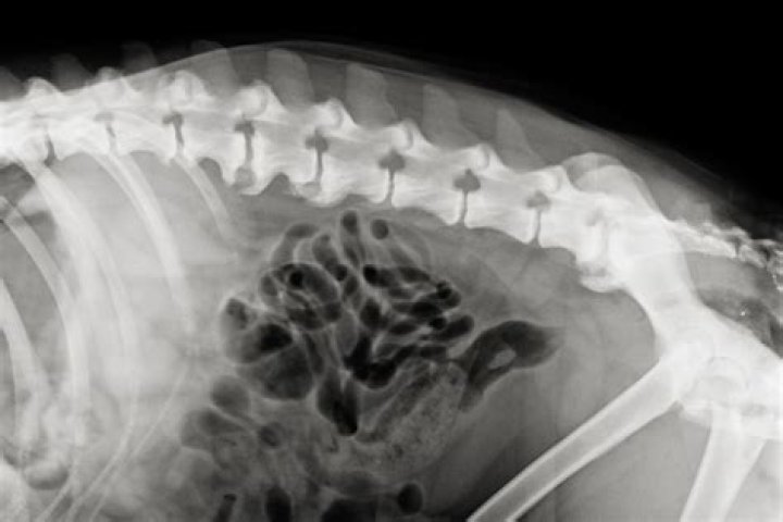 How do you break a dog's attachment?
