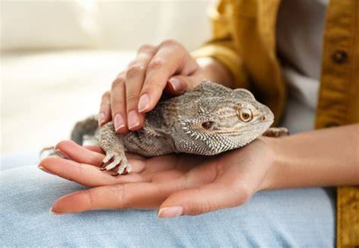 How do you calm a bearded dragon?