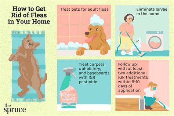 How do you disinfect carpet after pooping?