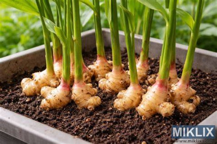 How do you dry ginger at home?
