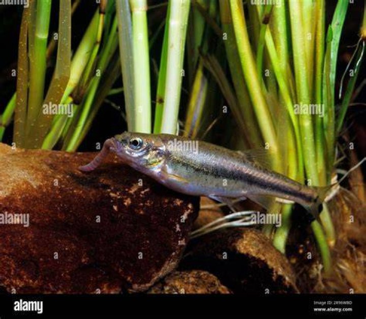 How do you fix bitter fish?