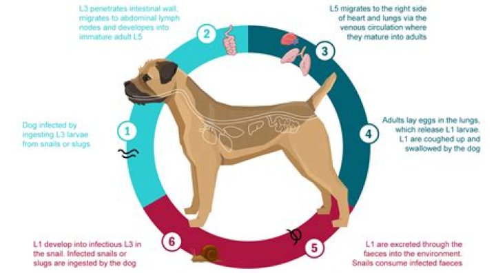 How do you get rid of lungworm in dogs?