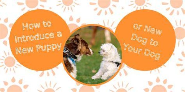 How do you introduce a dog to a horse?