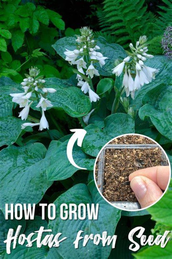 How do you keep hostas blooming?