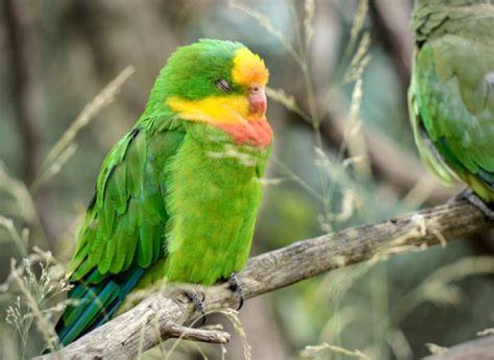 How do you know if a parrot is happy?