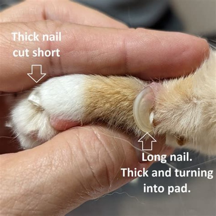 How do you know if your cat's nails are too long?