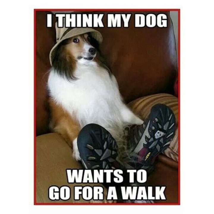 How do you know if your dog wants to go for a walk?