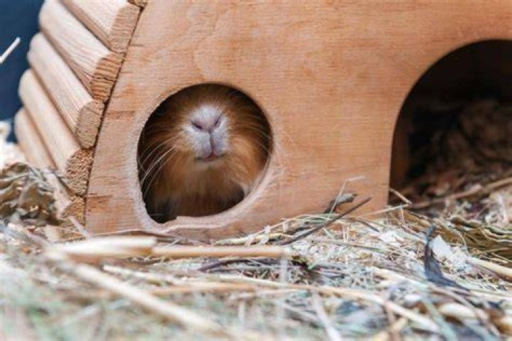 How do you know if your guinea pig is sad?