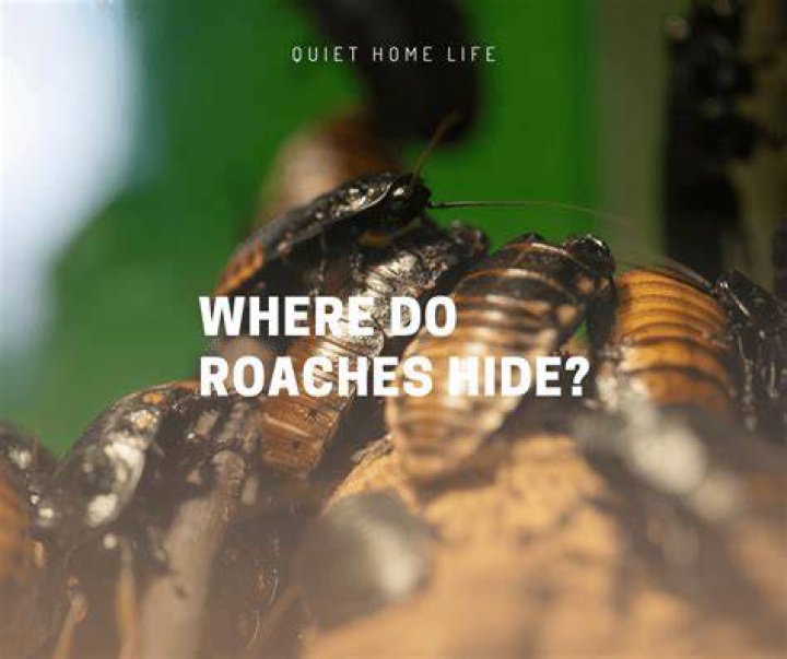 How do you make roaches come out of hiding?