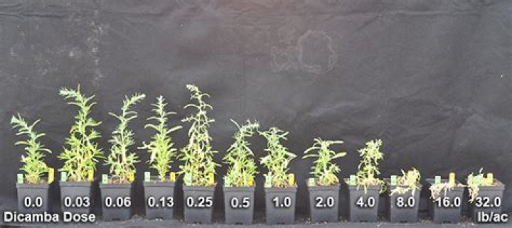 How effective is dicamba?