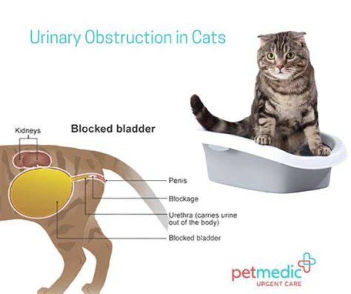 How Long Can cats live with urinary blockage?