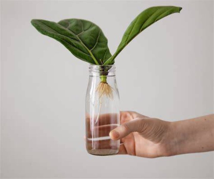 How long does it take for a cutting to root in water?