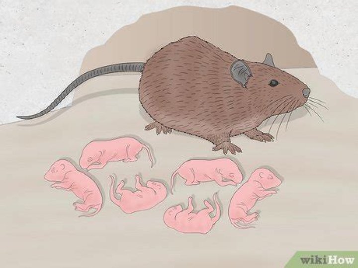 How many babies do mice have?