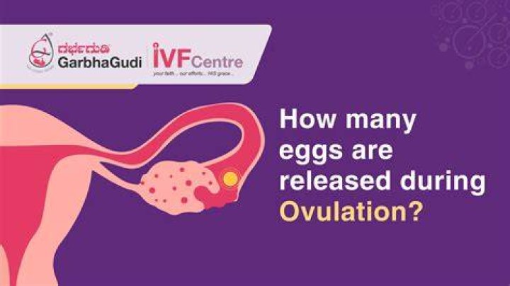 How many eggs does a woman lose on her period?