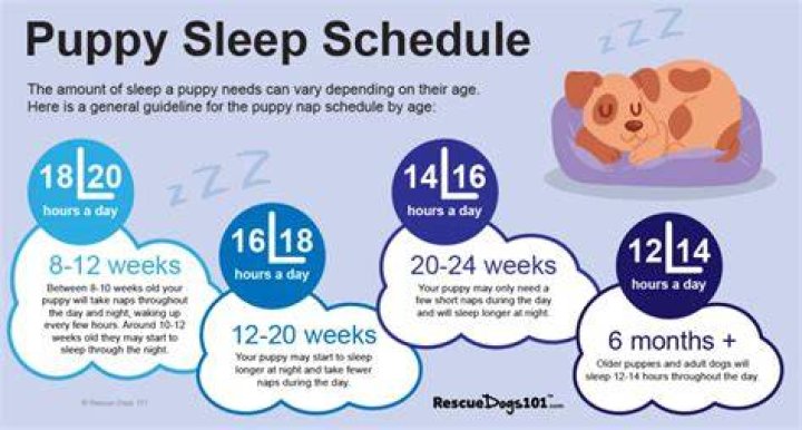 How many hours does a 4 month old puppy sleep?