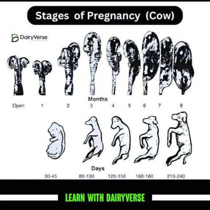 How many hours does a cow stay on heat?