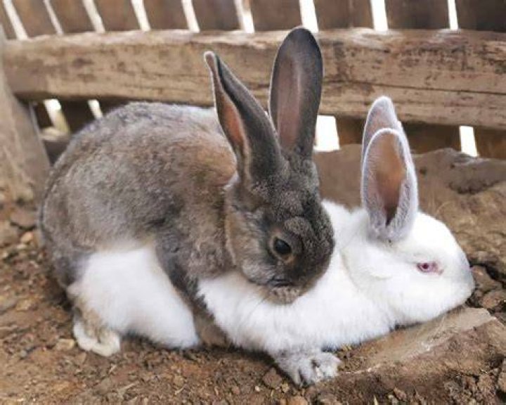 How many legs do rabbits have?