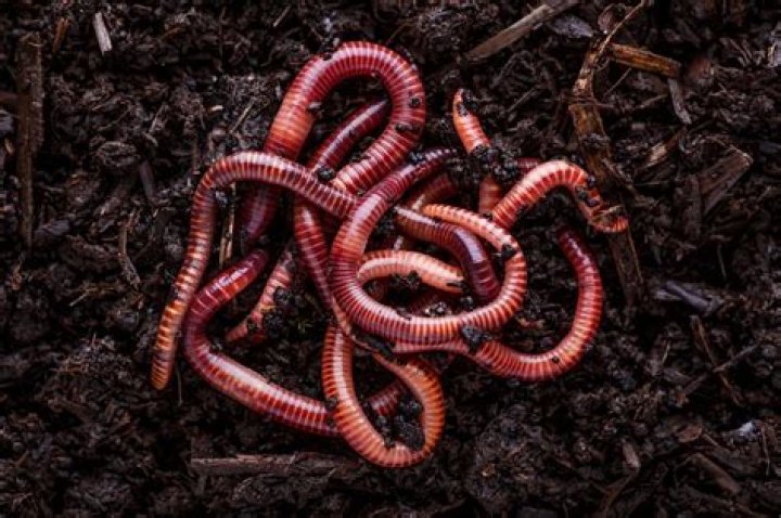 How many times can you cut a worm before it dies?