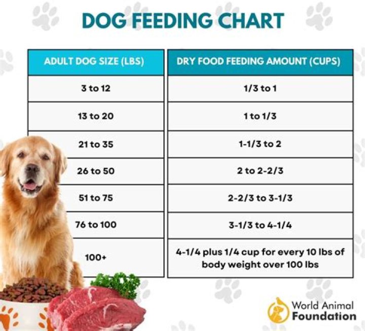 How much porridge can I give my dog?