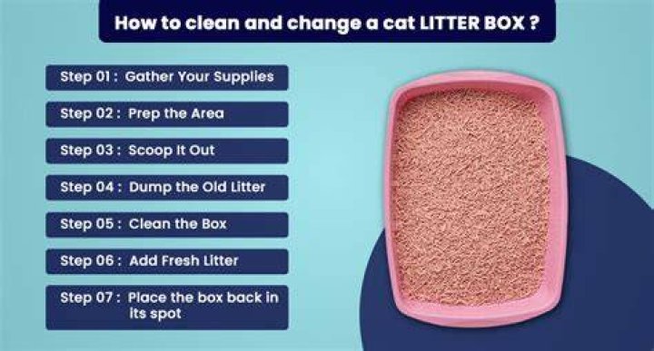 How often do you change litter in cat box?