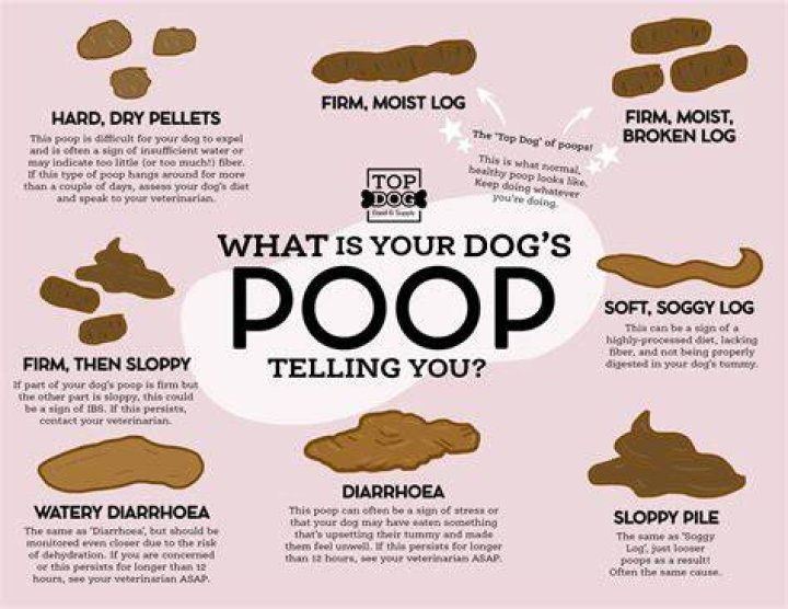 How often should a 3 month old puppy poop?