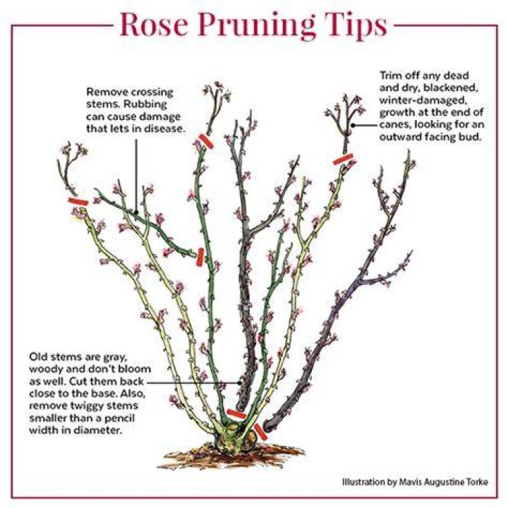 How often should you cut rose stems?